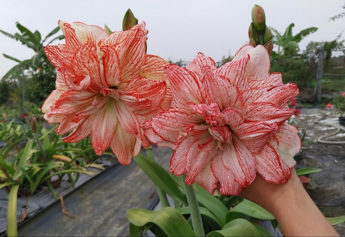 Amaryllis Lily Flowering Bulbs Double Imported Holland Vearty Pack of 2 Bulbs (BROWN SHADED)