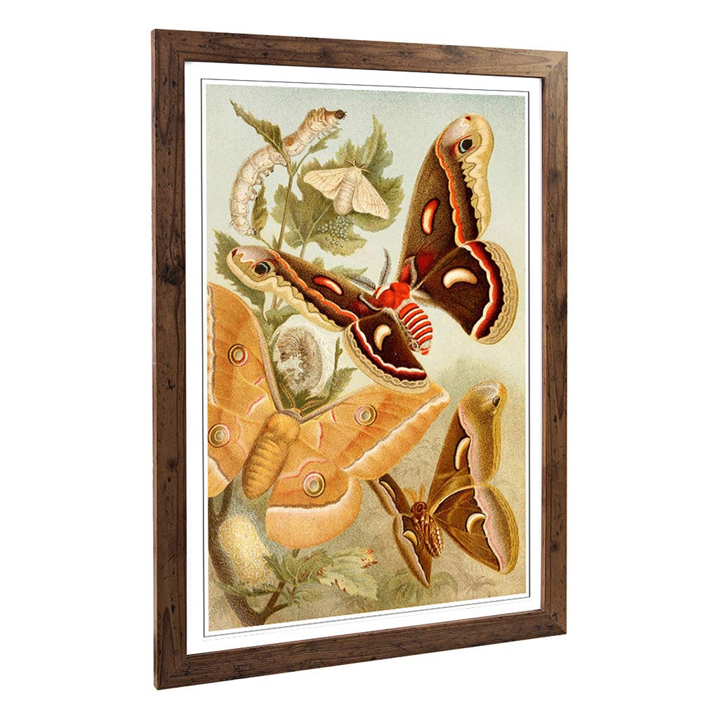 Big Box Art Framed Print of Vintage Brehms Tierleben 1911 Silkworms Design | Wall Art Picture | Home Decor for Kitchen, Living Room, Bedroom, Hallway, Walnut, A2 / 24.5x18 Inch / 62x45cm