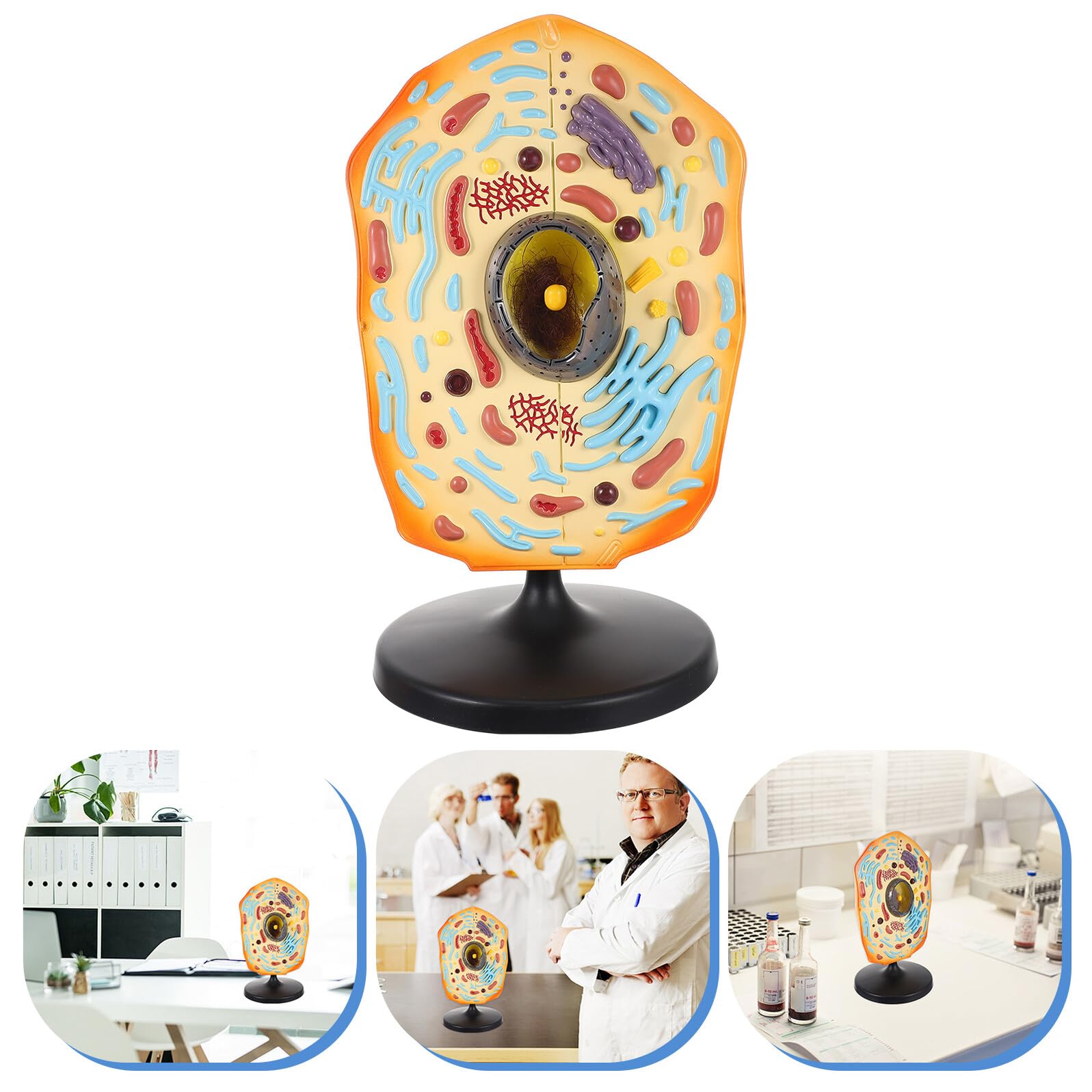 BESTonZON Anatomisches Tierzellmodell aus ABS Lehrmodell für Biologieunterricht Lernhilfe für Schule und Labor Vergrößerte Tierzelle