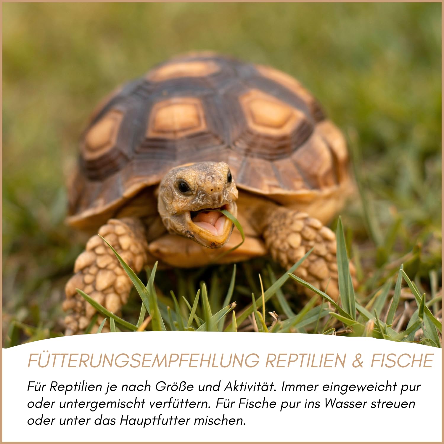 Supravit Mehlwürmer getrocknet 10kg (entspricht 65 Liter) | getrocknete Mehlwürmer für Wildvögel, Igel, Nager & Reptilien als Vogelfutter & Igelfutter…