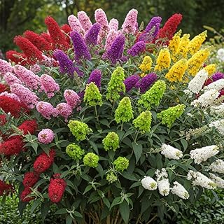Random Butterfly Bush Live Shrub Plant Shrub, Buddleia Bush Well Rooted, 5 to 10 Inc Tall