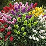 Random Butterfly Bush Live Shrub Plant Shrub, Buddleia Bush...