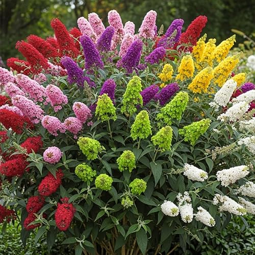 YOKEBOM Random Butterfly Bush Live Shrub
