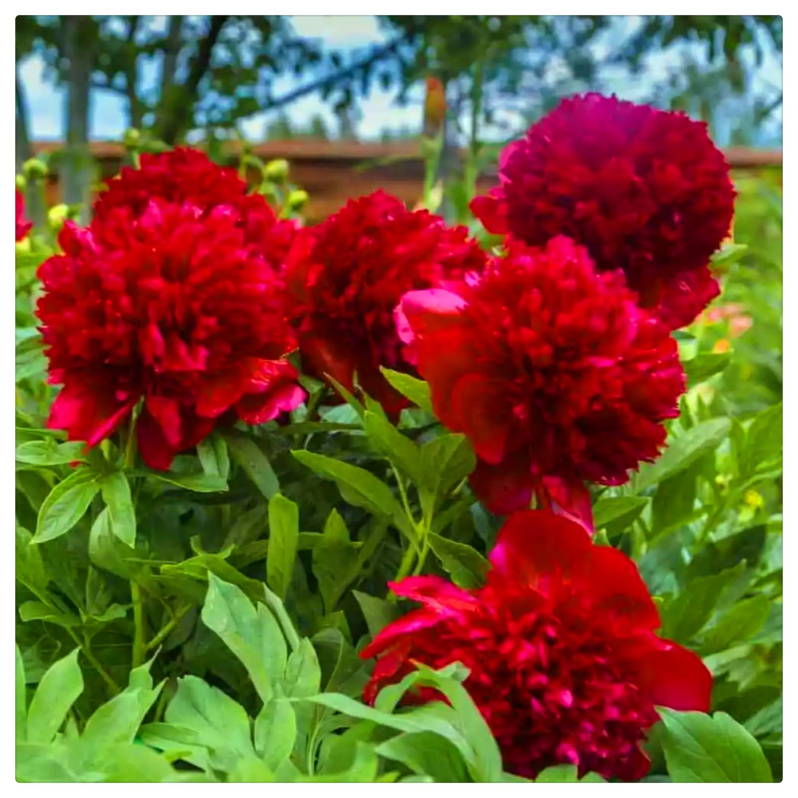 Perennial, Brilliant Peony Bulbs,for Stunning Garden Displays-5 Bulbs-J