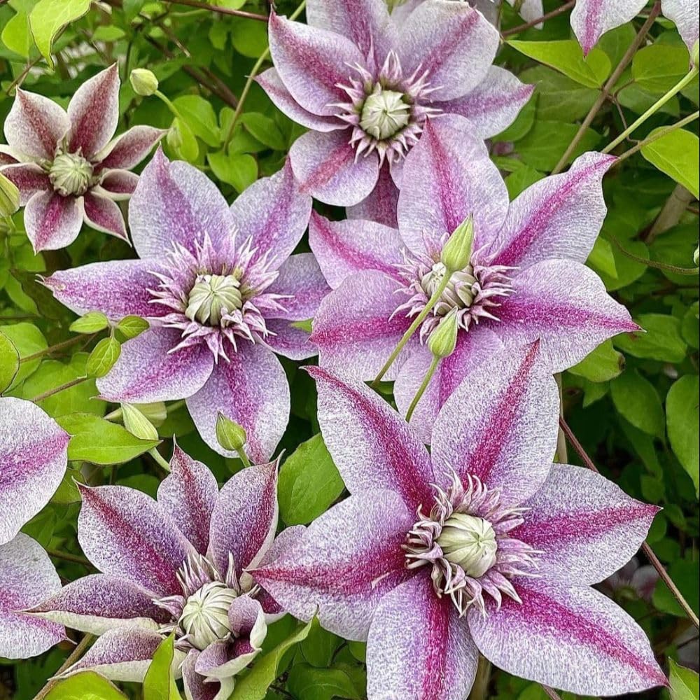 Clematis Mochi - Stunning Starry Lavender Blooms with Unique Colouring - 9cm Pot x 2 - Thompson & Morgan