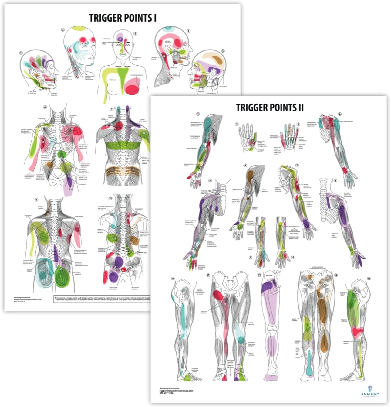 Anatomy Lab Trigger Points I & II Poster Set - 2 PACK LAMINATED 17.3 x 22.5 Inches, Trigger Points Diagram, Human Anatomical Chart