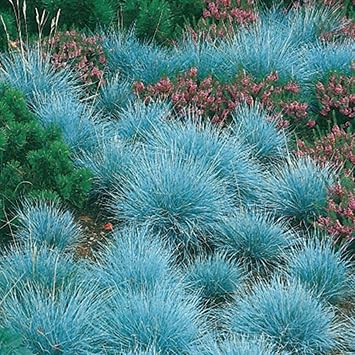 750 Seeds Blue Fescue - festuca glauca Blue Select Ornamental Grass Easy to Grow
