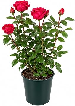 Carbeth Plants Rose Bush Scarlet Queen in 3L Pot - Floribunda Red Rose