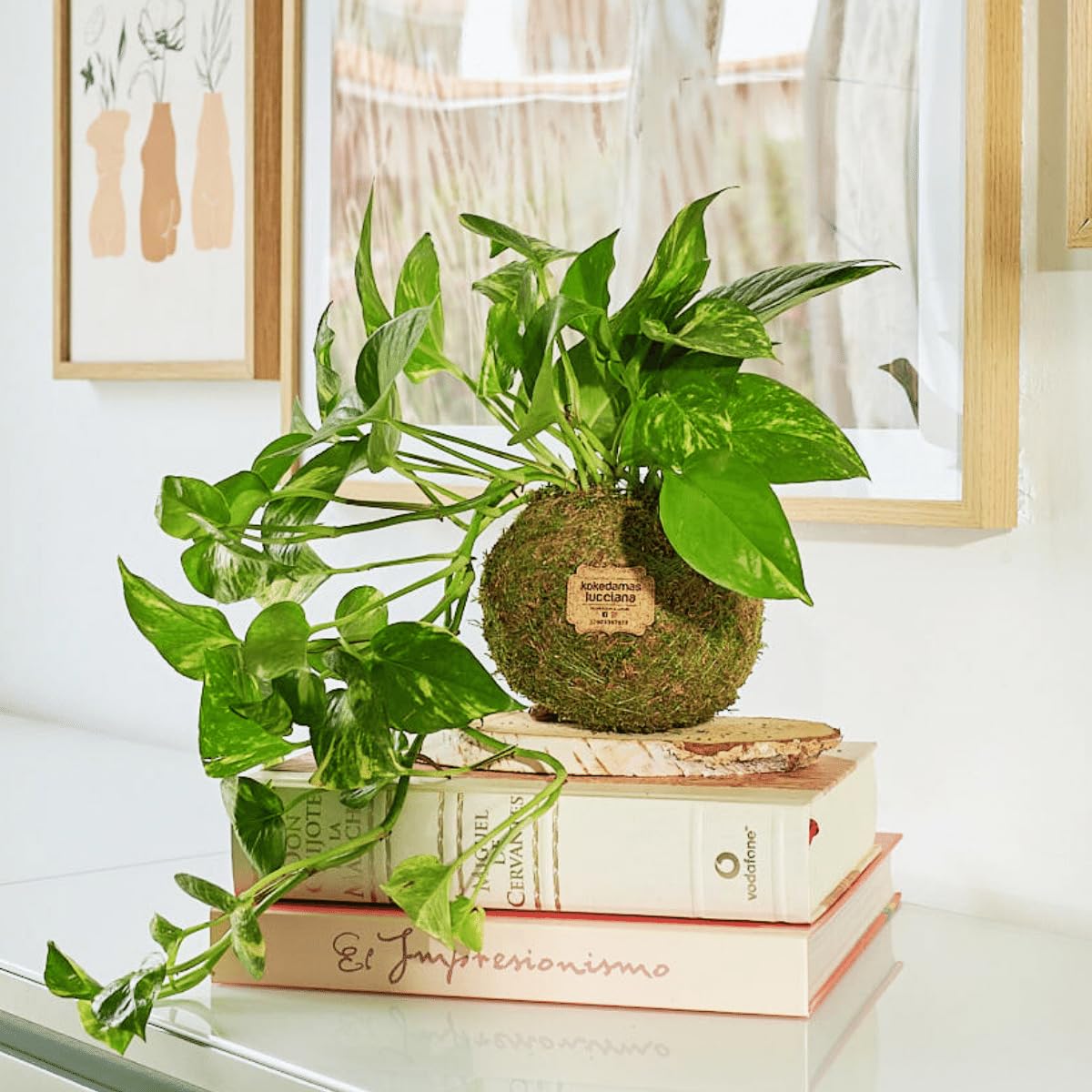 Kokedama Potus Natural - Kokedama Interior | Bola de Musgo Vivo | Planta Natural | Planta Interior | Decoración Hogar | Fácil Cuidado y Mantenimiento