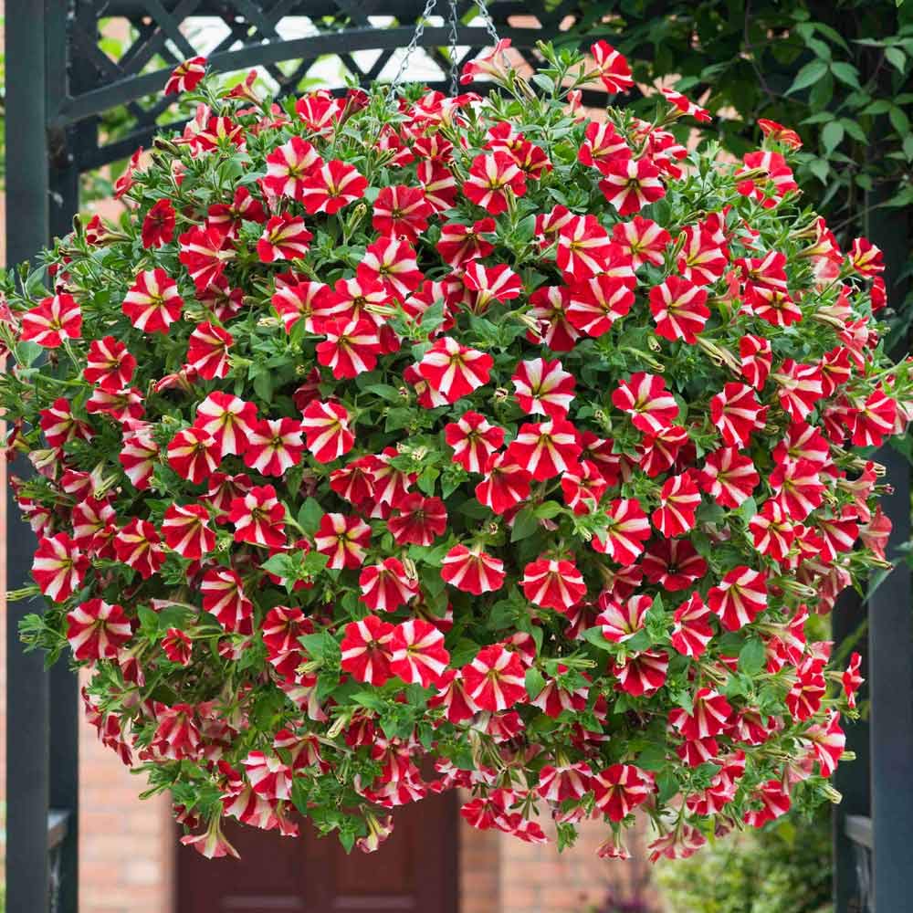 Livox® PETUNIA ULTRA STAR Seed (30 per packet) (B08P8HCT5S) Amazon Price History, Amazon Price Tracker
