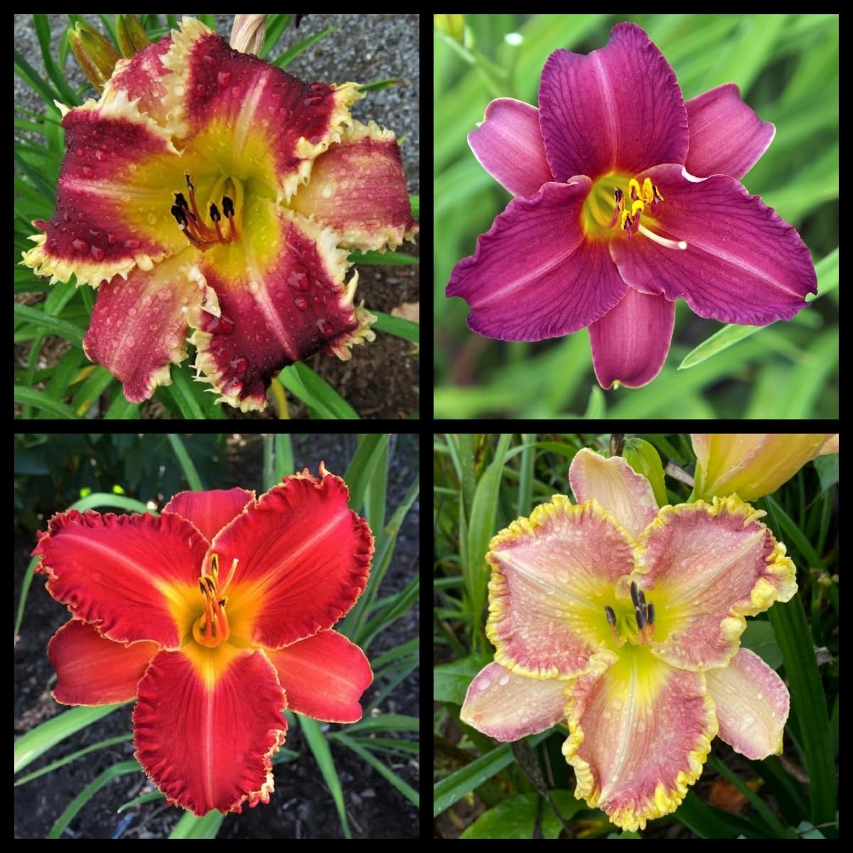 Daylily Bulbs Perennial, Mix Color Daylily Plants for Planting Now UK,Rare,Excellent Display-3 Bulbs-D