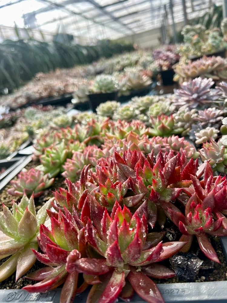 Amazon.co.jp: 【マルイ農園】多肉植物 カット苗 韓国苗4種含む Amazon.co.jp: 【マルイ農園】多肉植物 カット苗 韓国苗4種含む