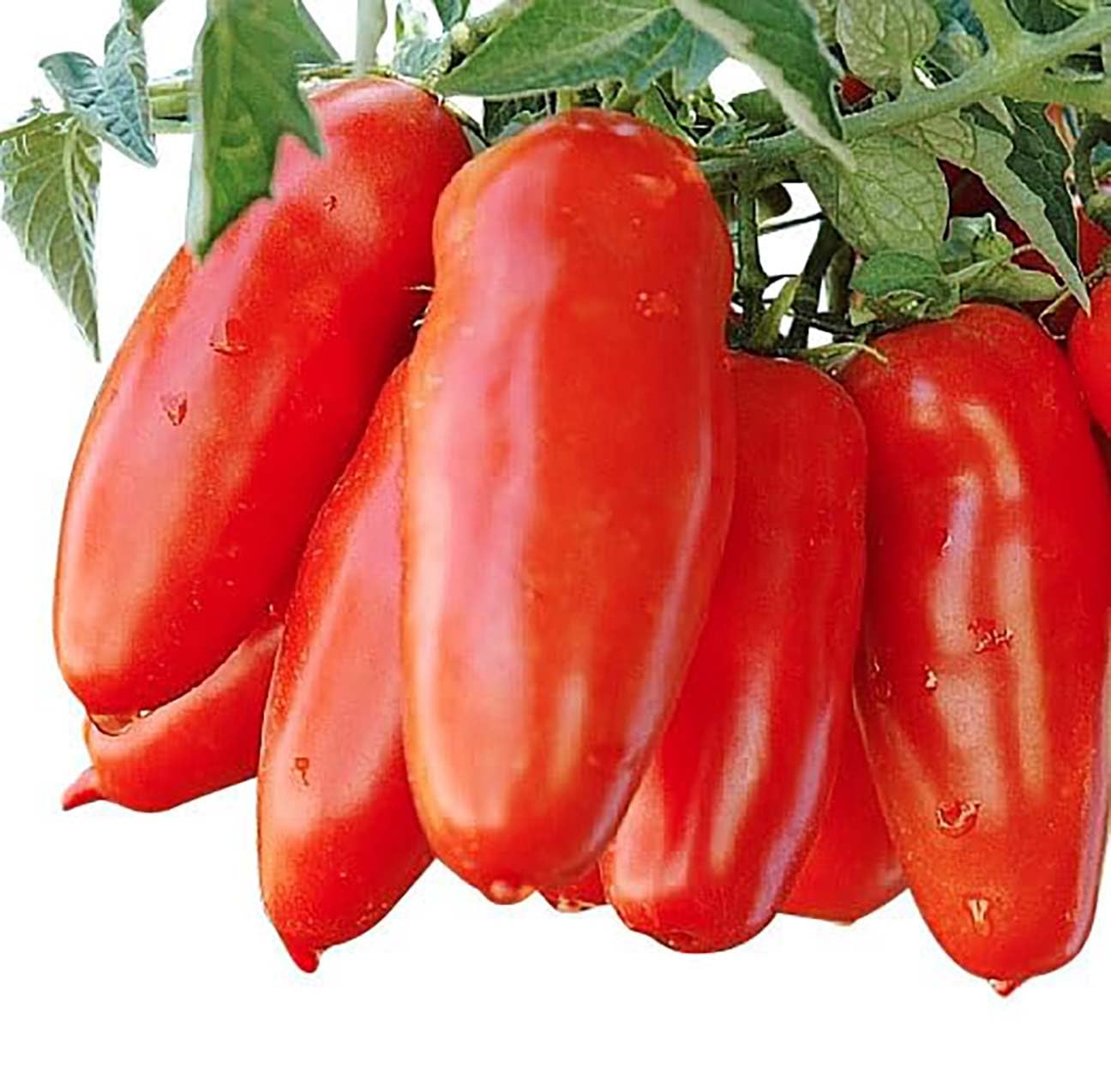 Marde Ross & Company San Marzano - A Delicious Tomato for Sauces, Paste, Canning