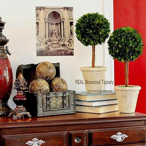 Miniatura 4 de Topiario de boj preservado natural en maceta de 15 pulgadas, impresionante vegetación y decoración de plantas, ideal para el hogar, oficina, bar,