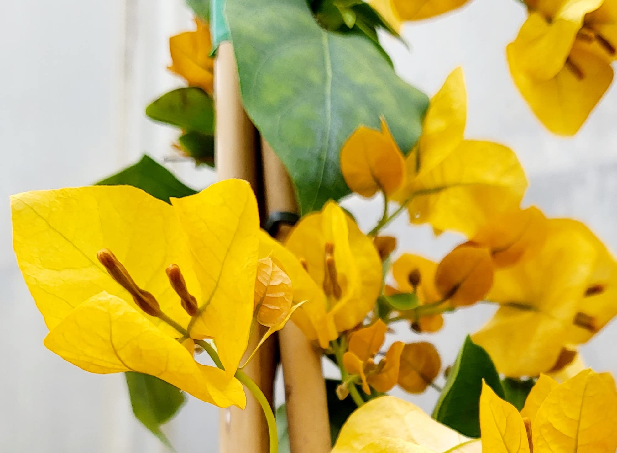 POWERS TO FLOWERS - BOUGAINVILLEA, BUGANVILLEA GIALLA IN VASO 19CM DIAMETRO, ALTEZZA 70CM, pianta vera