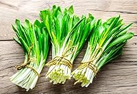 Vista 1 de Wild Garlic Ramsons Buckrams Wild Onion 40 semillas sin OMG para plantar