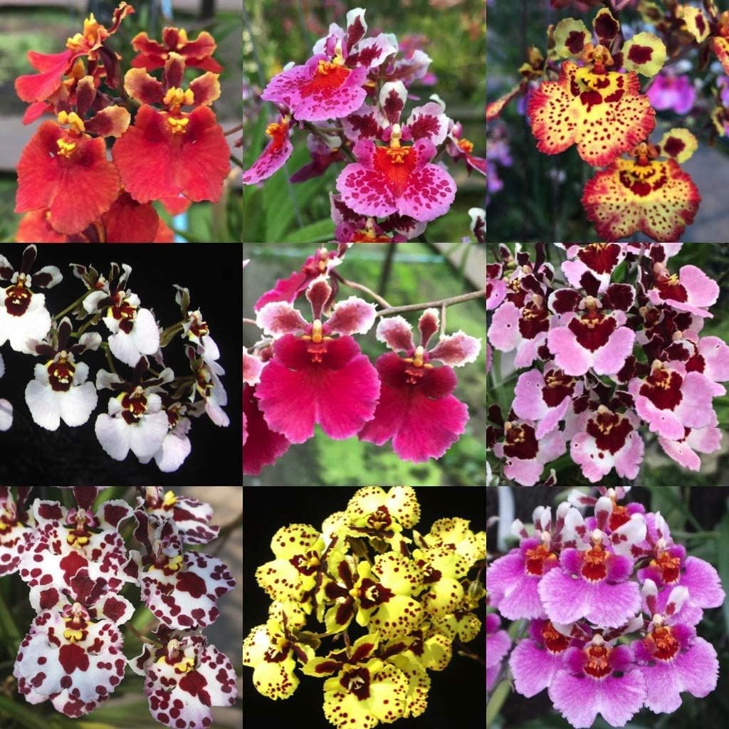 Mphmi Live Plants Tolumnia orchid plants(pack of 3) mix colors without flowers (B0CX9DLKGF) Amazon Price History, Amazon Price Tracker