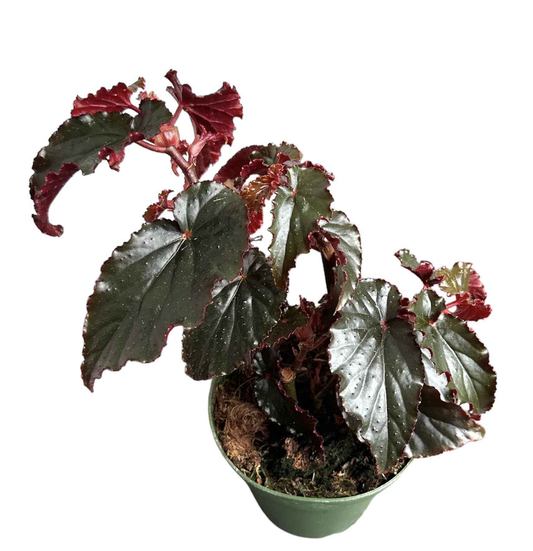 Amazon.com : Hopewind plants shop Begonia Black Magic, Begonia Rex