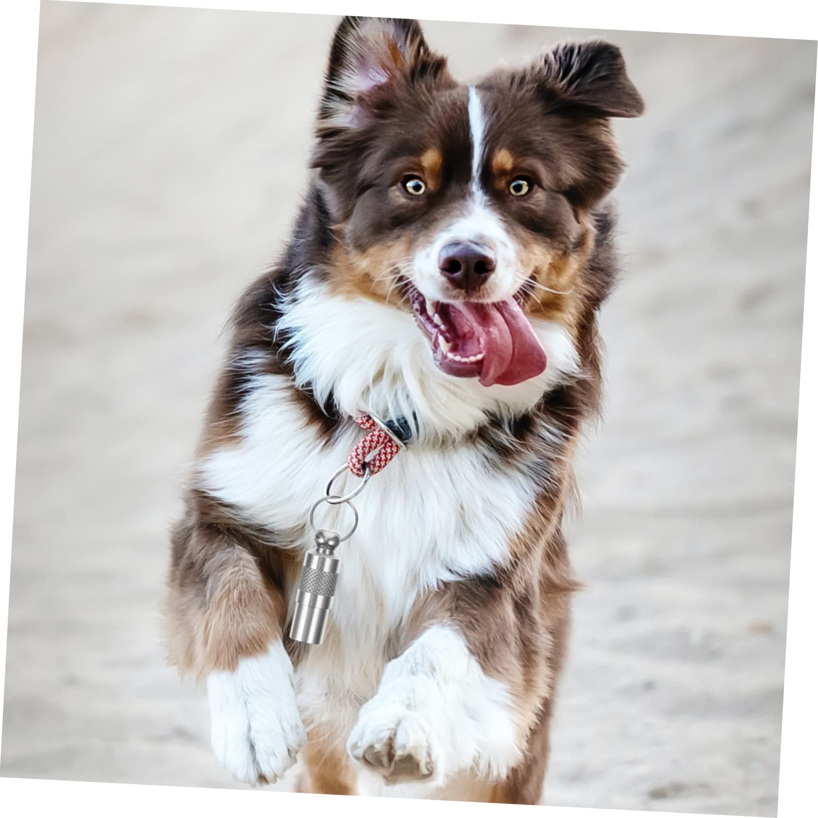 BESPORTBLE 30pezzi Targhette Identificative Per Animali Domestici Da Medagliette Personalizzabili Per Cani e Gatti Con e Indirizzo Accessori Pratici Per Prevenire La Perdita Degli Animali