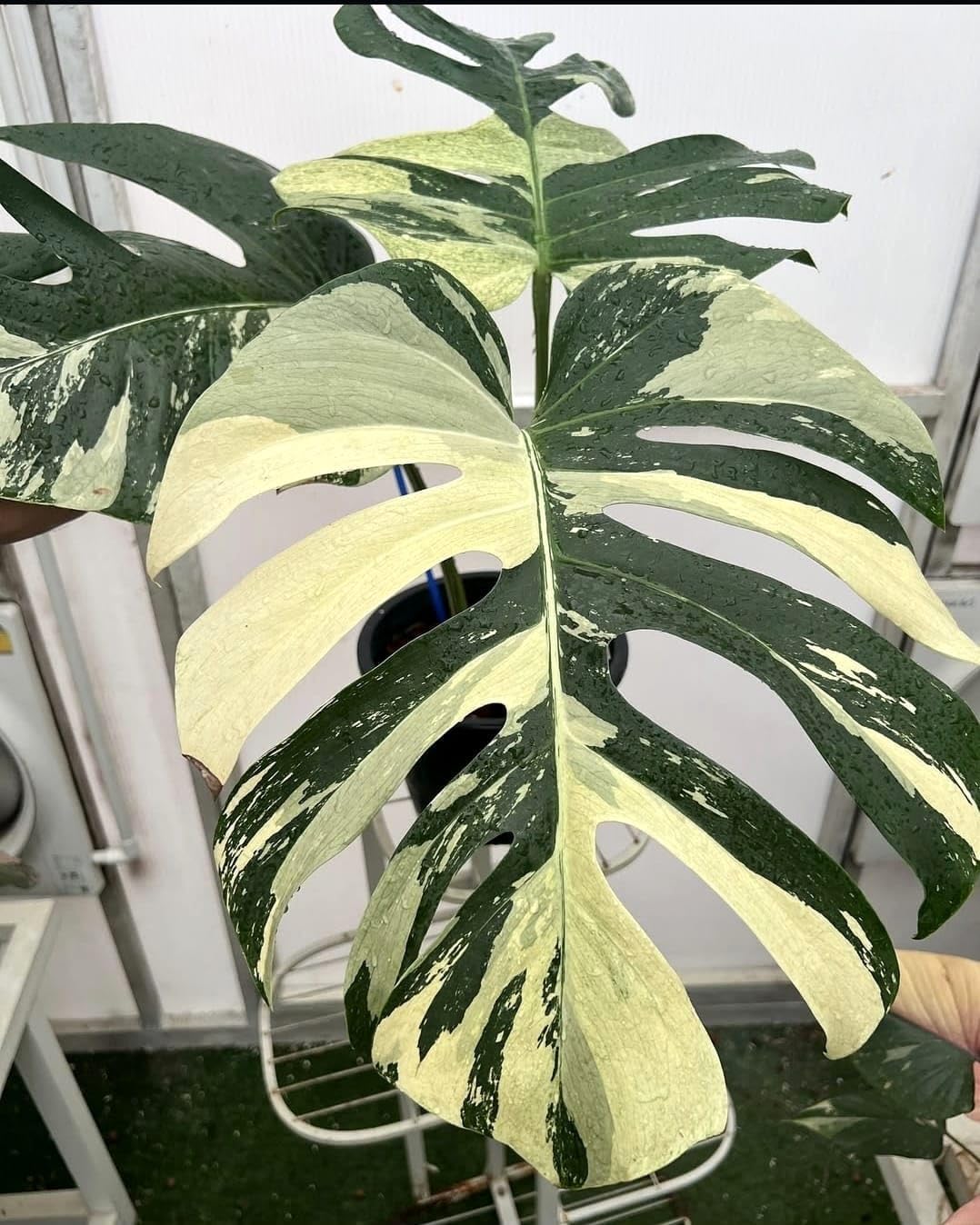 茶々　Monstera deliciosa Mint Variegated Variegated Monstera Deliciosa Mint (Large Form) – Variegated Plants