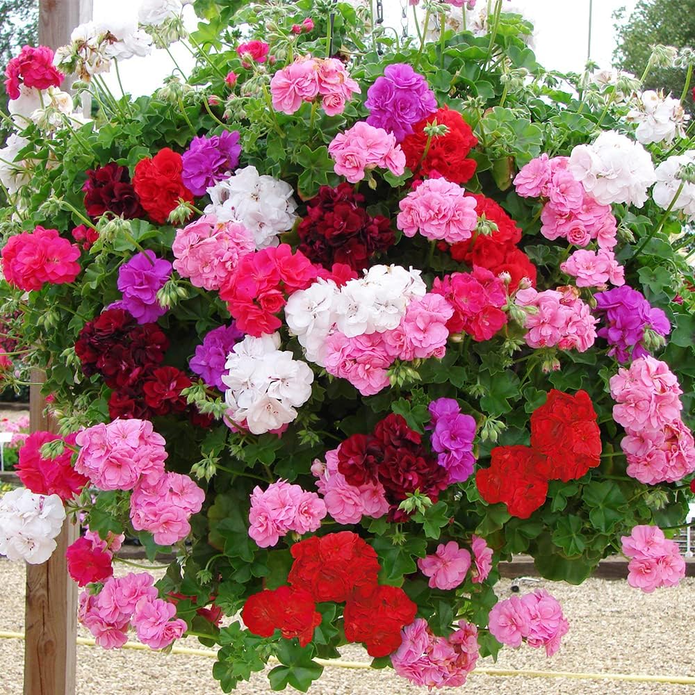 Geranium Seed Mix for Home Gardening | Multicolor Hybrid Geranium Flower Seeds Pack of 10 | Ornamental Blooming Flower Seeds for Pots, Balcony, Terrace & Garden-image-31