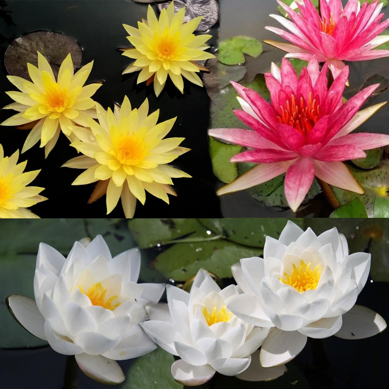 Lily Pond Store - Red Spider, Pinwaree & Saim Jasmine Live Hardy Waterlily Plant Combo Pack (B0B36FBWXW) Amazon Price History, Amazon Price Tracker