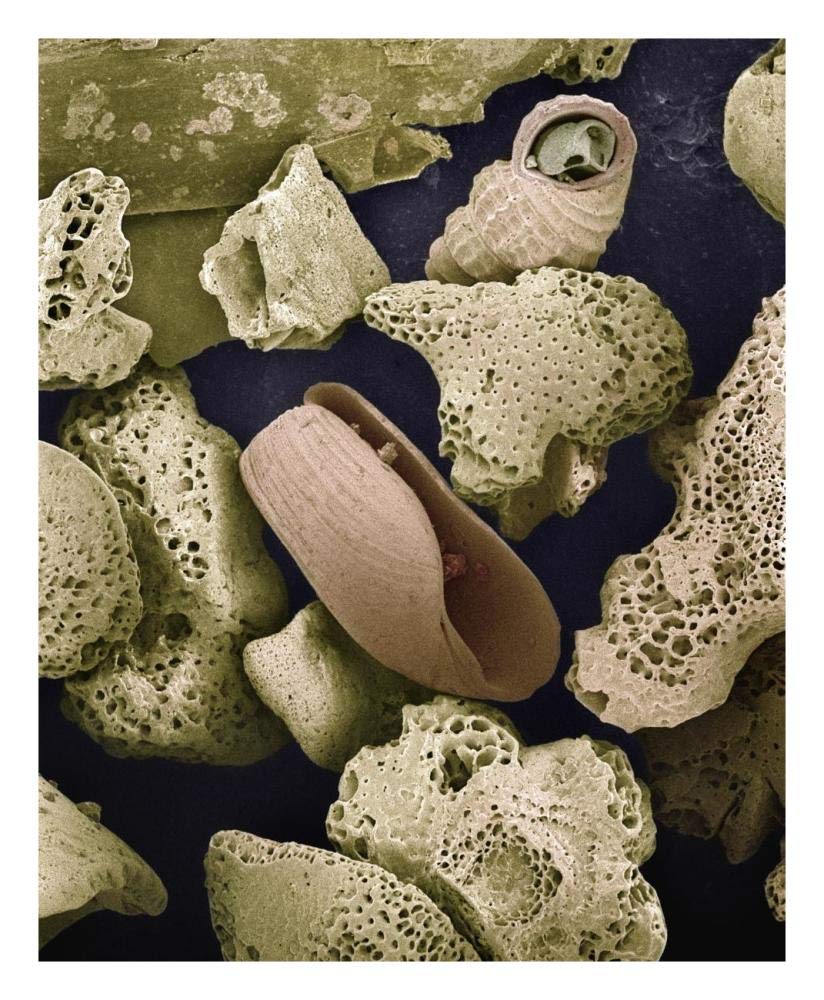 Global Gallery Foraminiferans, molluscs and Other bryozoans Found on Beach in Formentera, Balearic Islands, Spain-Paper Art-22"x26"