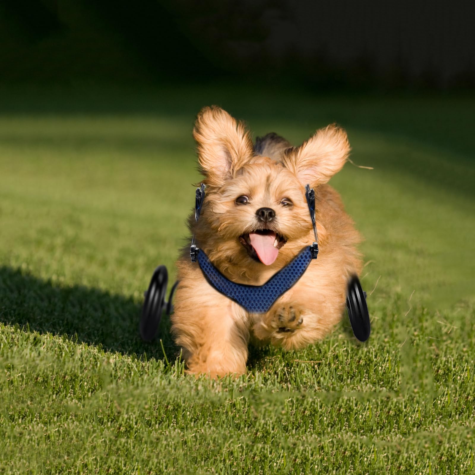 Amazon.co.jp: BECEMURU 犬用車椅子 歩行器 歩行補助 軽量 犬介護 補助