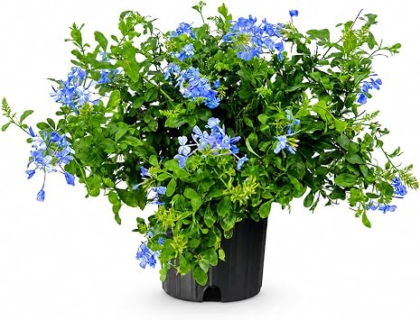 Plumbago Imperial Blue | 1 Extra Large Trade 3 Gallon Plant | Plumbago auriculata | Flowering Shrub | Drought Tolerant
