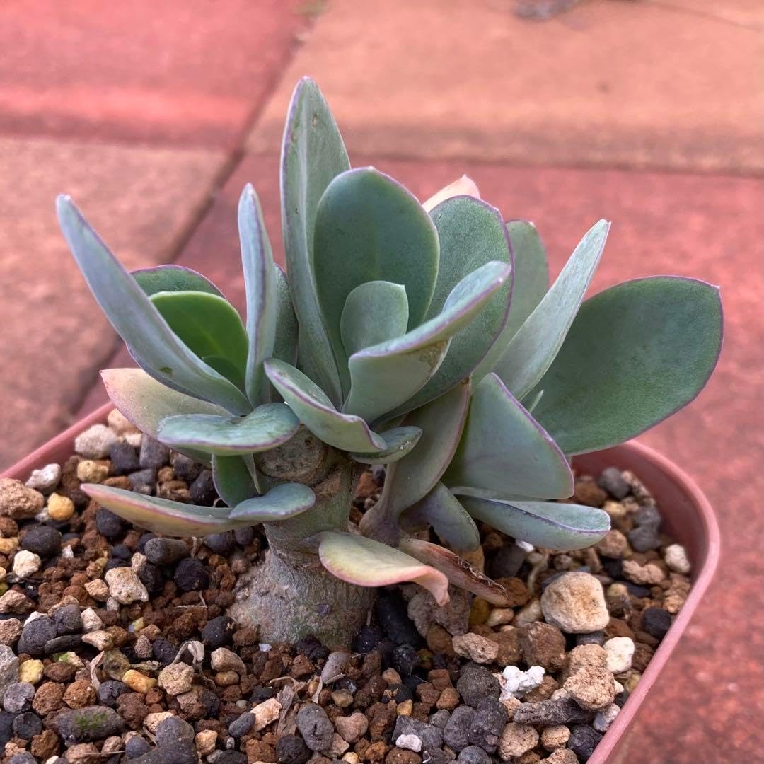 沖縄 観葉植物】アガべ ベネズエラ 11号 植木鉢発送 エントランスに