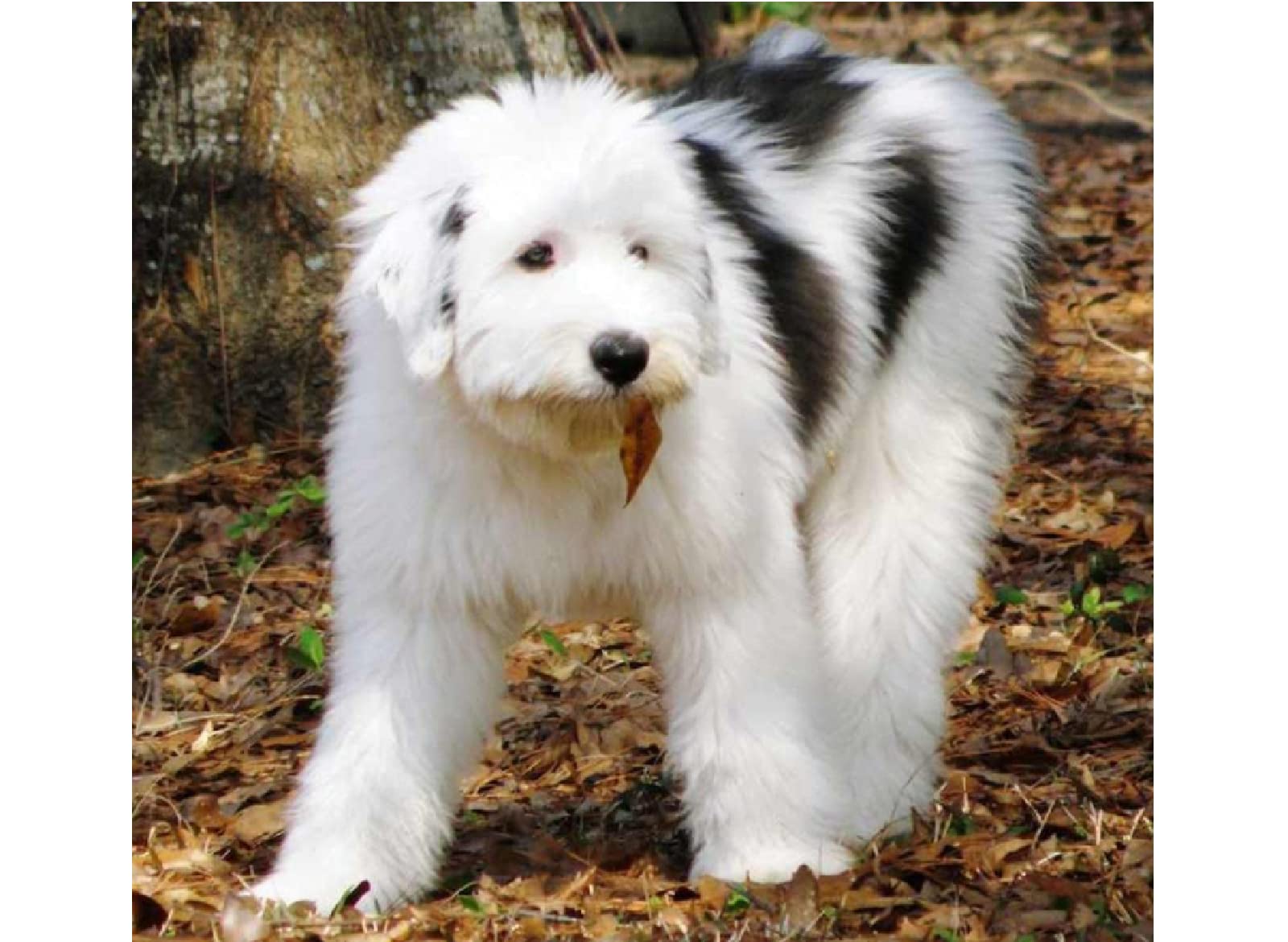 Sanzez Kmiq228 Diamond Painting,Old English Sheepdog Puppy,5D Diamond Art Kits For Adults,Mosaic Crystal Craft Kits For Home Wall Decor 40X40cm
