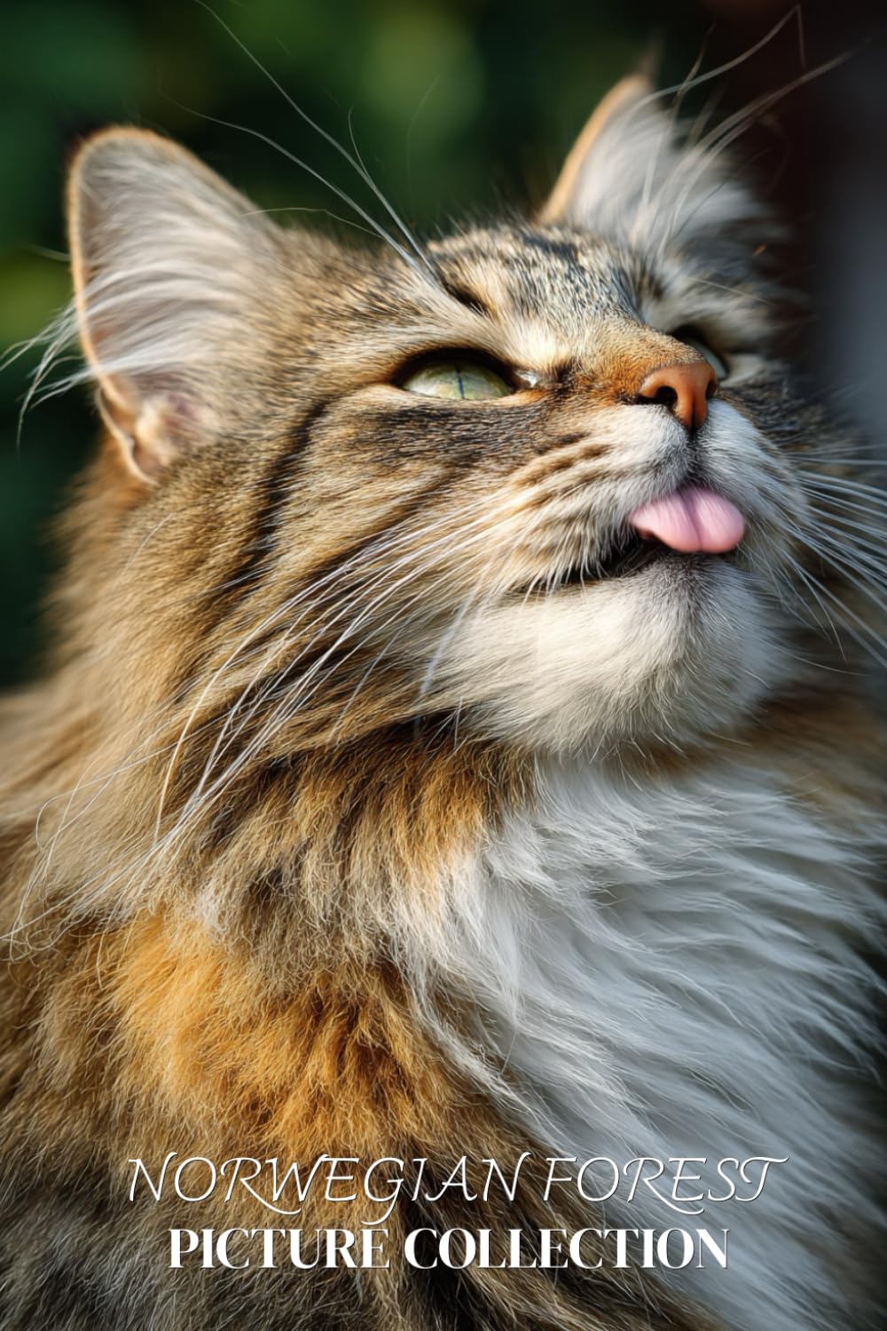 Norwegian Forest Cat Photo Collection: Majestic Full-Page Pictures of Norwegian Forest Cats and Kittens for All Ages (Calming Pet Books)
