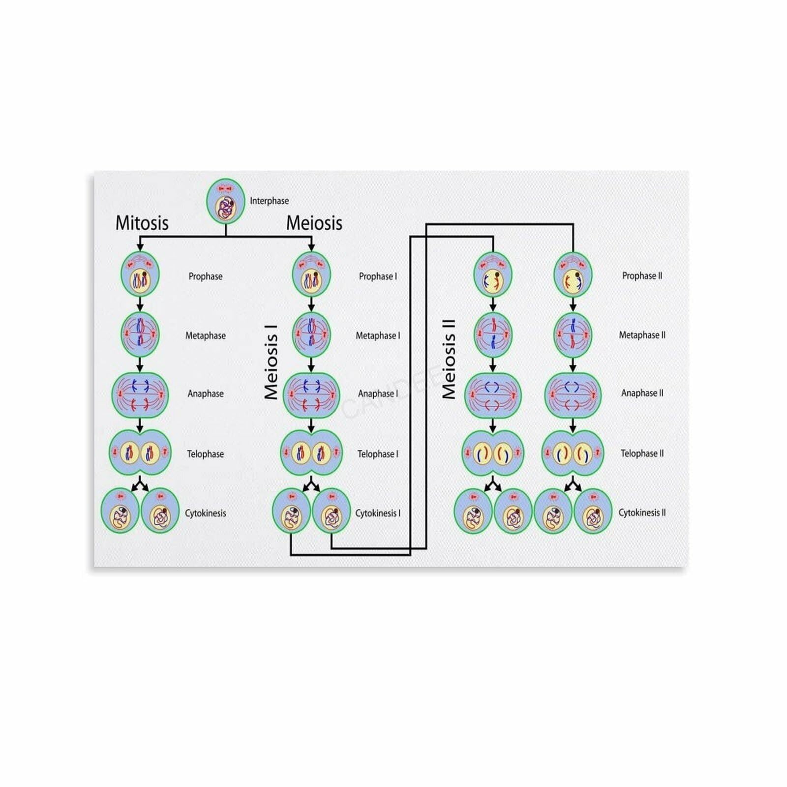 HGETJOHXEM Mitosis and Meiosis Cell Division Biology Poster - Science Classroom Art, Visual Study Guide for Students & Teachers(Framed,16x24inch(40x60cm))