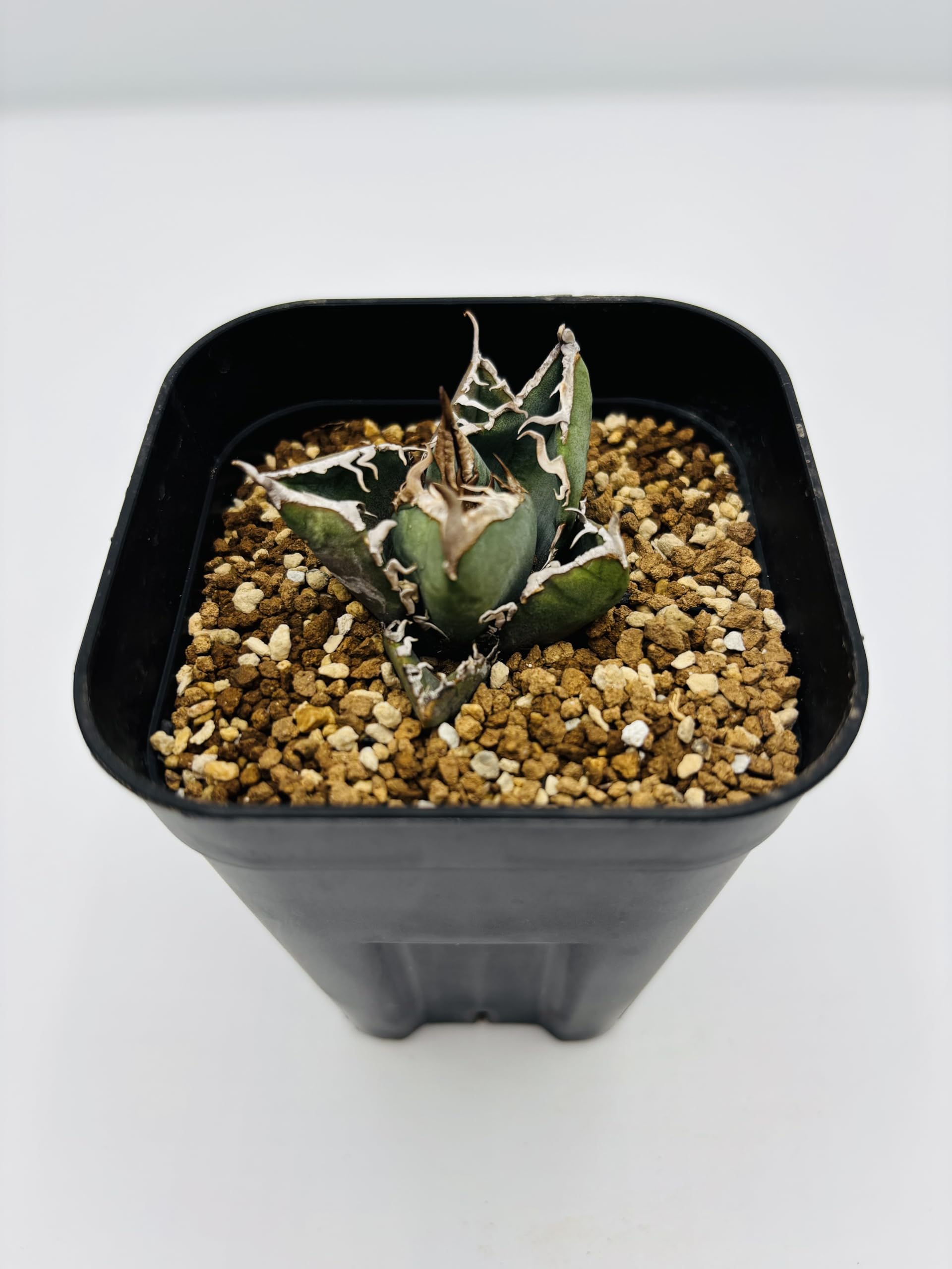 Amazon｜アガベ チタノタ SAD/Agave titanota 'South Africa Diamond