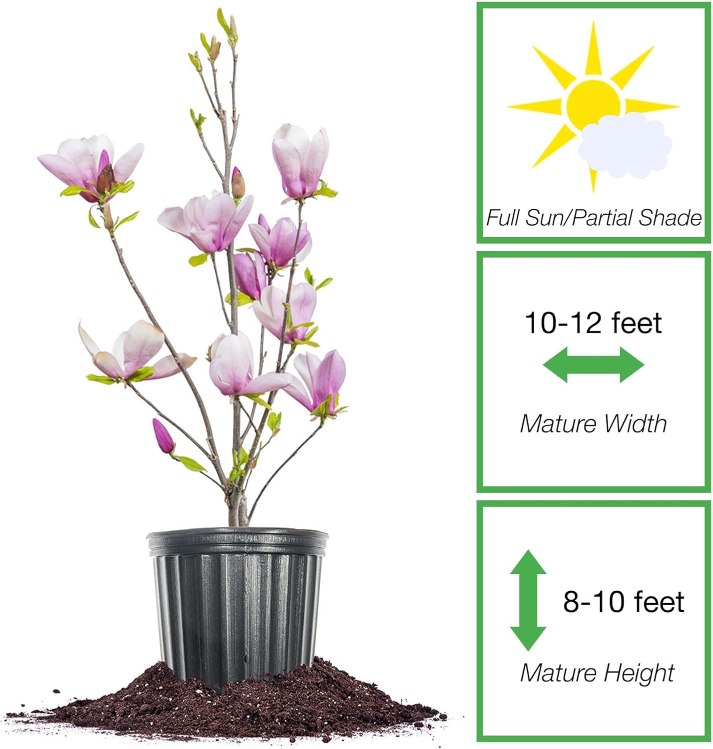 Jane Magnolia in 3 Gal. Grower's Pot | Beautiful Purple Early Spring Blooms | Easy Care | Dwarf Growth Habit