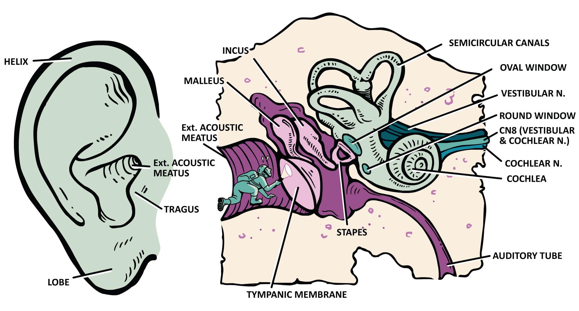 Clinical Physiology Made Ridiculously Simple: Color Edition