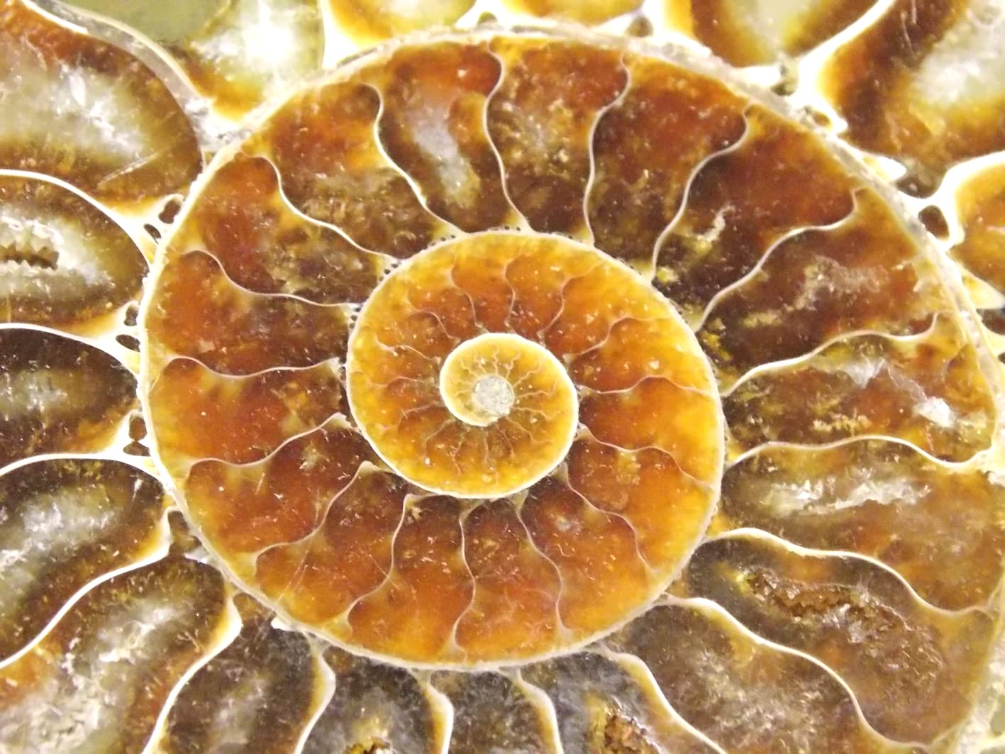 Fossilien, Versteinerungen, Ammonit, Peresphinctes sp.