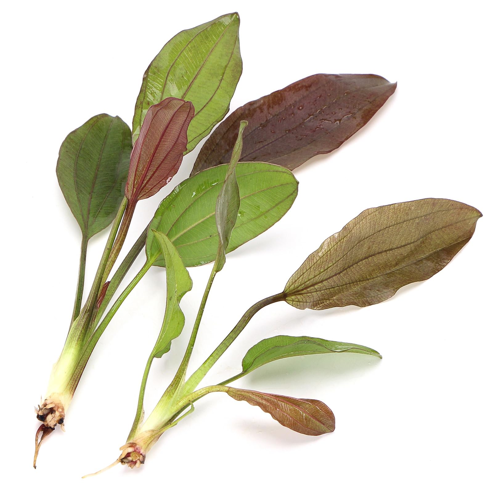 K2AQUA 2 X Echinodorus Rose Amazon Sword Live Aquarium Plant Broad Green Pink Red Leaves Easy Care Low Maintenance Midground Tropical Freshwater Tank Natural Decoration Beginner Friendly