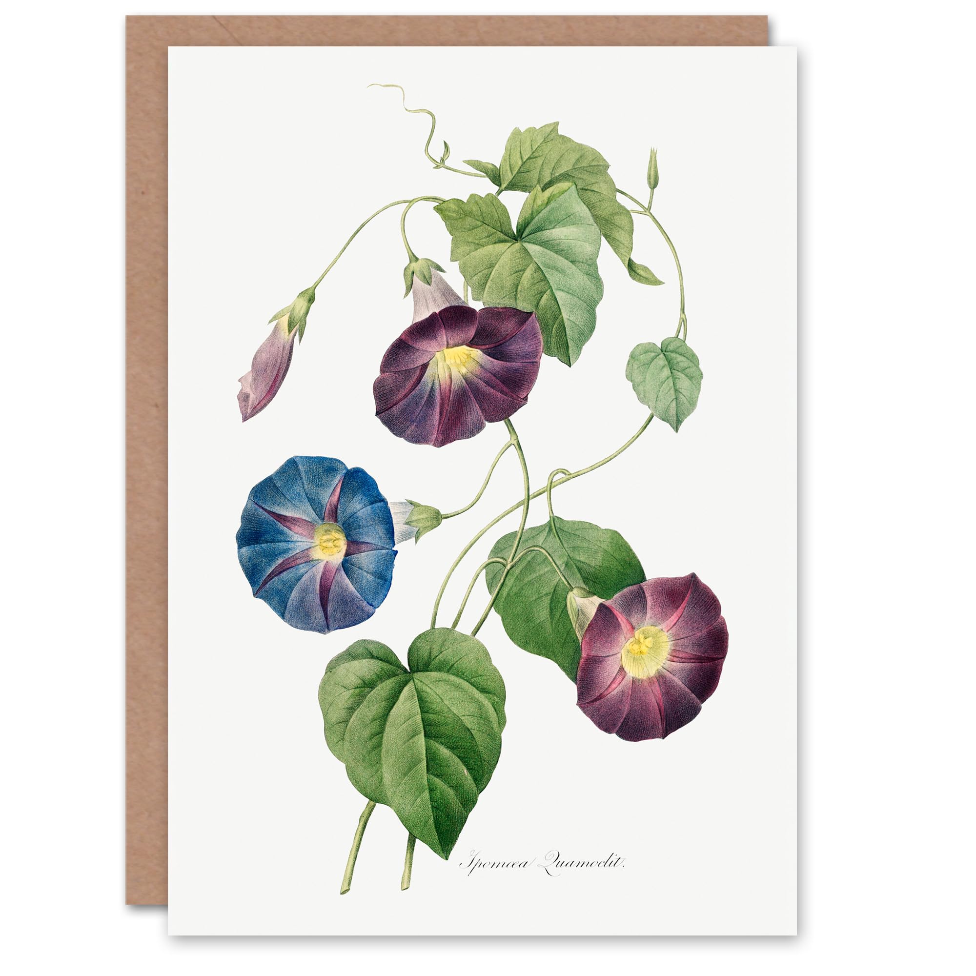 Artery8 - Greeting Card - Morning Glory Vintage Floral - White