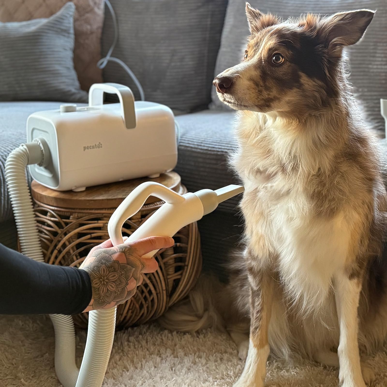 pecute Asciugatore per Cani Blower Molto Silenzioso, Soffiatore per Cani a Velocità Regolabile - con Modalità Caldo/Freddo, Phon Cane con 4 Diversi ugelli, Tubo Elastico e Spazzola la Cura