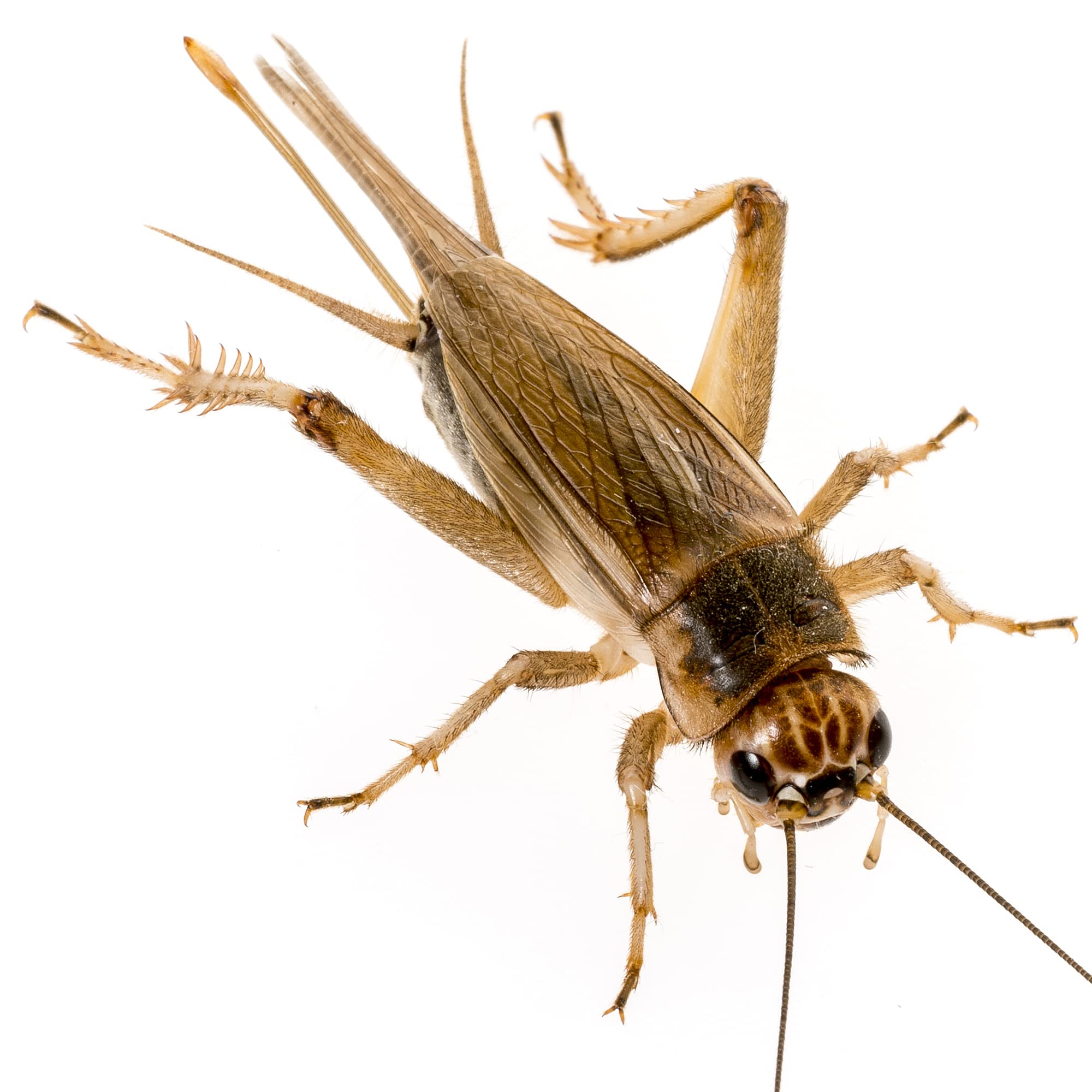 Livefoods4u Extra Large Silent Brown Crickets Live Food (20-30mm) Bulk Bag 500 - Perfect for Reptiles and Lizards - Sustainably bred | Livefood