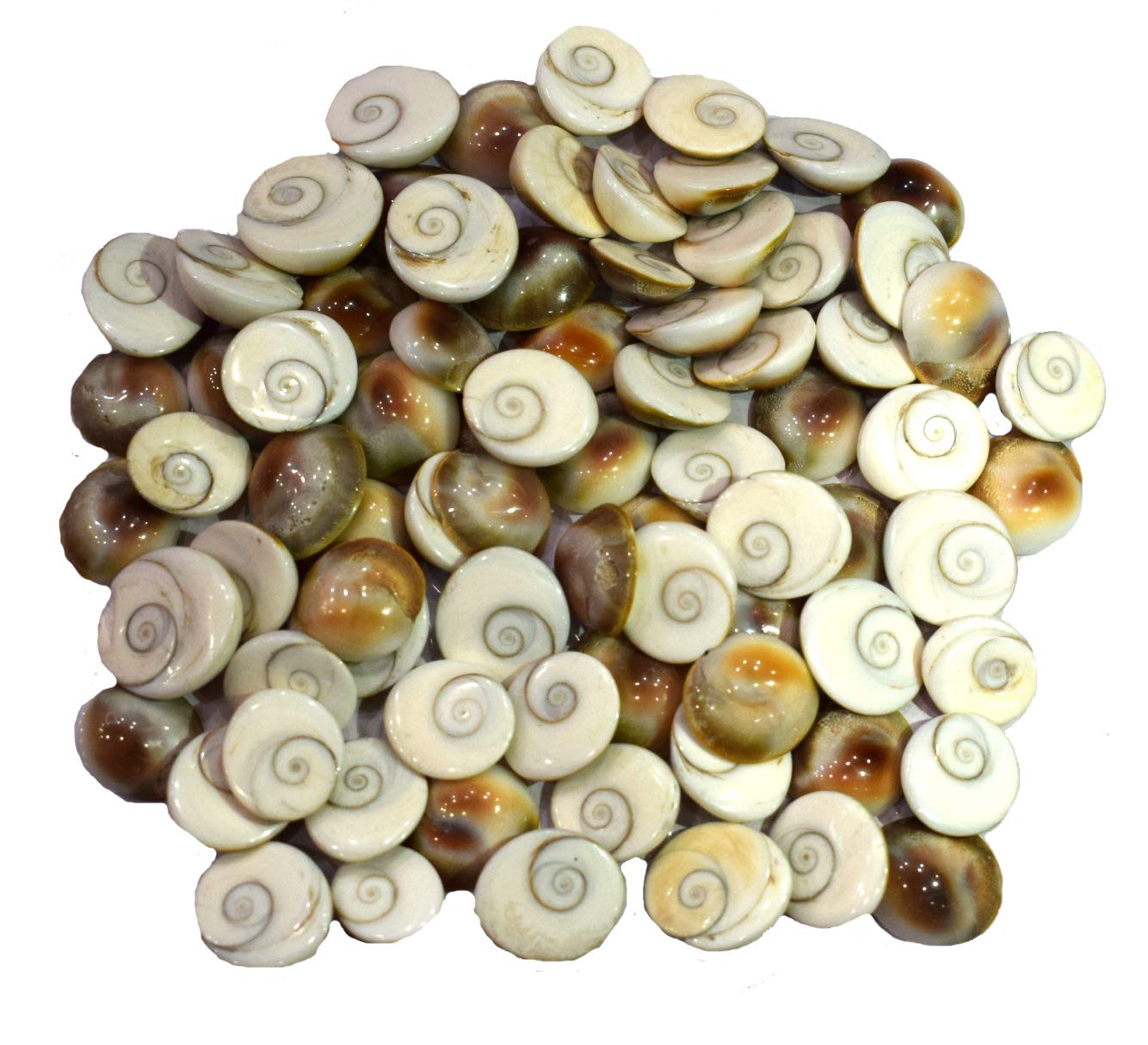 Divya Shakti Very Rare Natural Gomti/Gomati Chakra - 12 Pcs