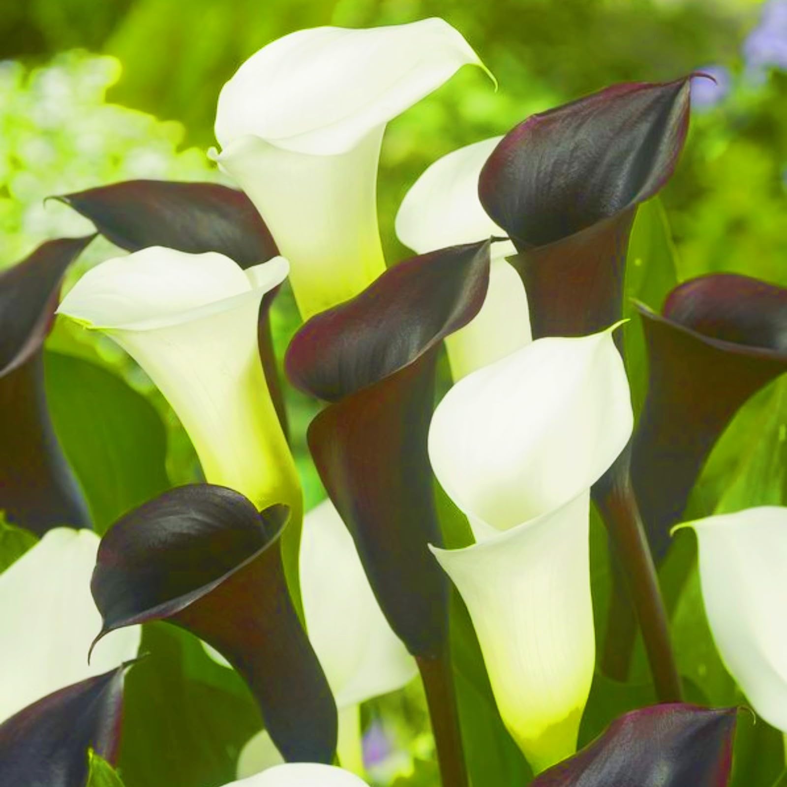 Calla Lily Bulbs Rare Calla Lily Best Decoration Wedding Flowers/Garden Flowers/Plant Bulbs-6bulbs-a