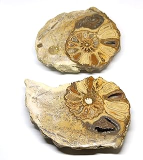 Ammonite Acanthoceras Split Polished Fossil Texas 96 MYO w/Label #16254 29o