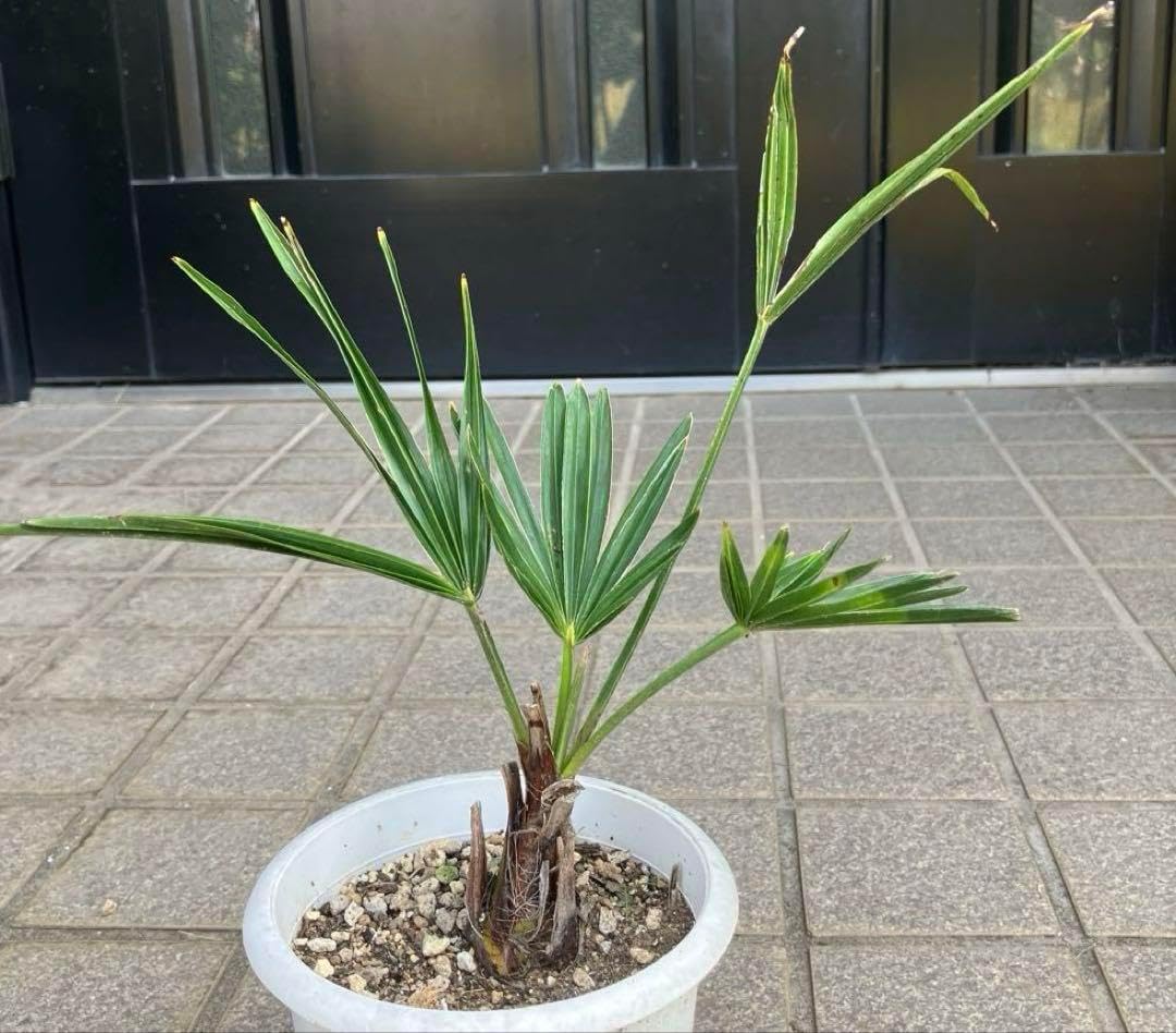 バナナ＝モンスター苗,115cm◆ドワーフナムワ　黄輝◆低木　耐寒性強　バナナ苗 バナナ＝モンスター苗,115cm◇ドワーフナムワ 黄輝◇低木 耐寒性強