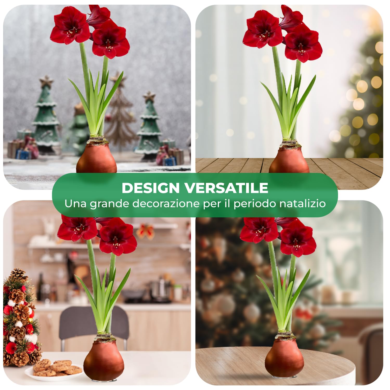 Bulbi di Amaryllis Cera Bronze - 2 Bulbi Fiori in Grande Formato 26/30
