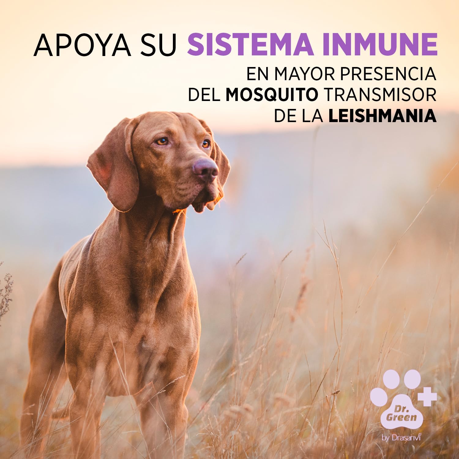 Drasanvi ARTEMIGREEN COMPLEMENTO NUTRICIONAL Perros | con Artemisa y ViItaminas | Apoyo Sistema Inmune Perros | Lesmaniosis Perro |Protección Mosquito leishmania |30 Comp= 1 Comp /15 kg Aroma Carne