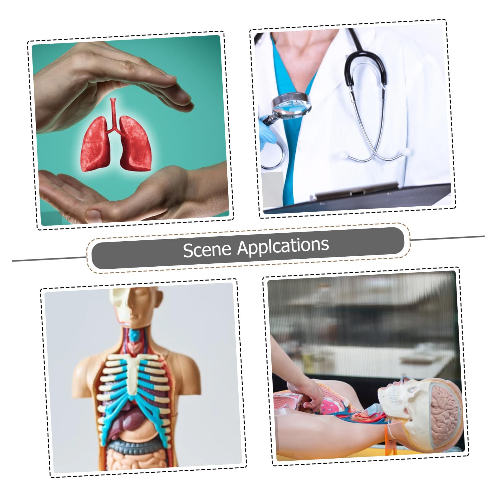 Modèle Pulmonaire D'anatomie Pathologique pour Enseignement Médical