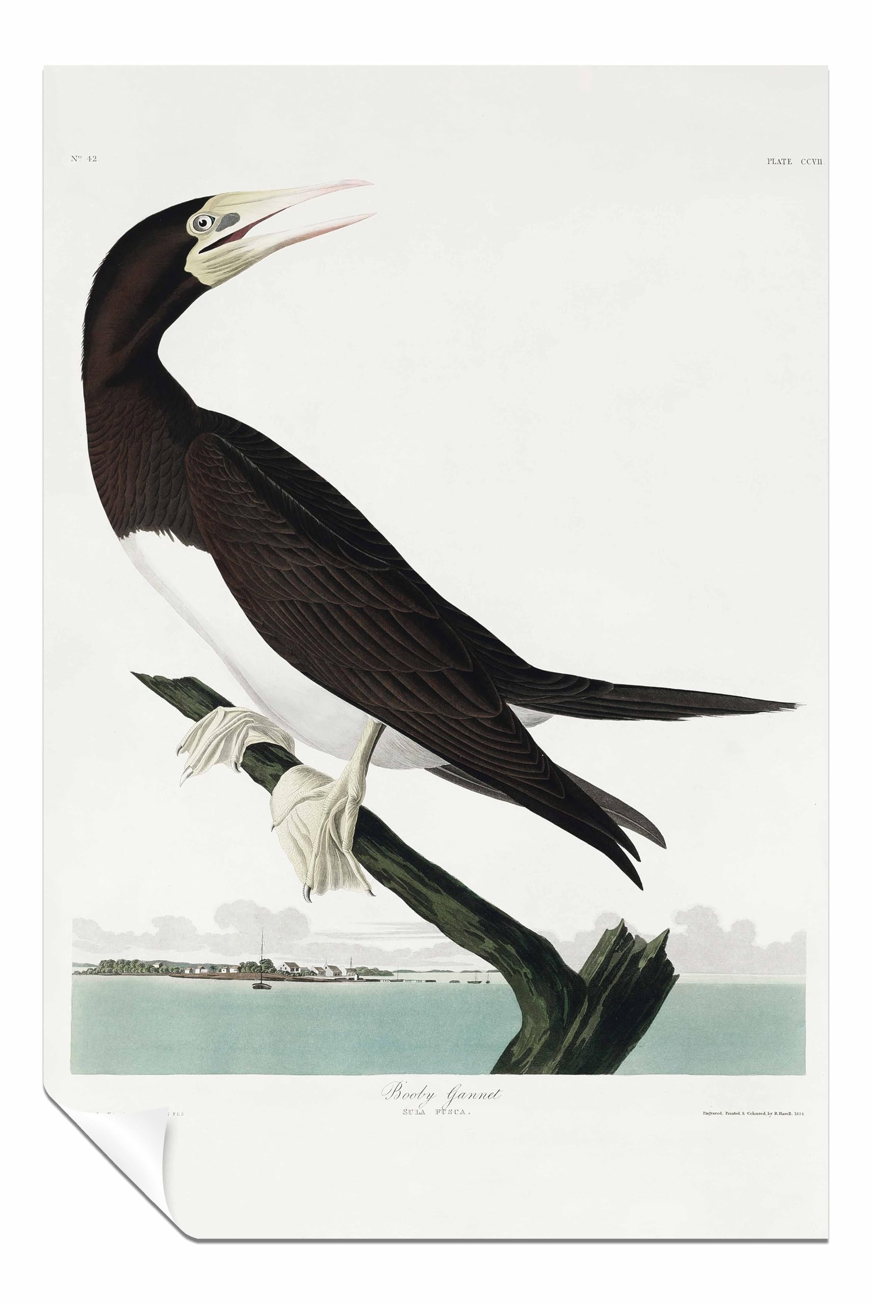 Booby Gannet From Birds of America 1827 Unframed Poster Print, Pictures for Home Walls, Bedroom, Living Room & Bathroom Decor 31x20cm (12x8in)