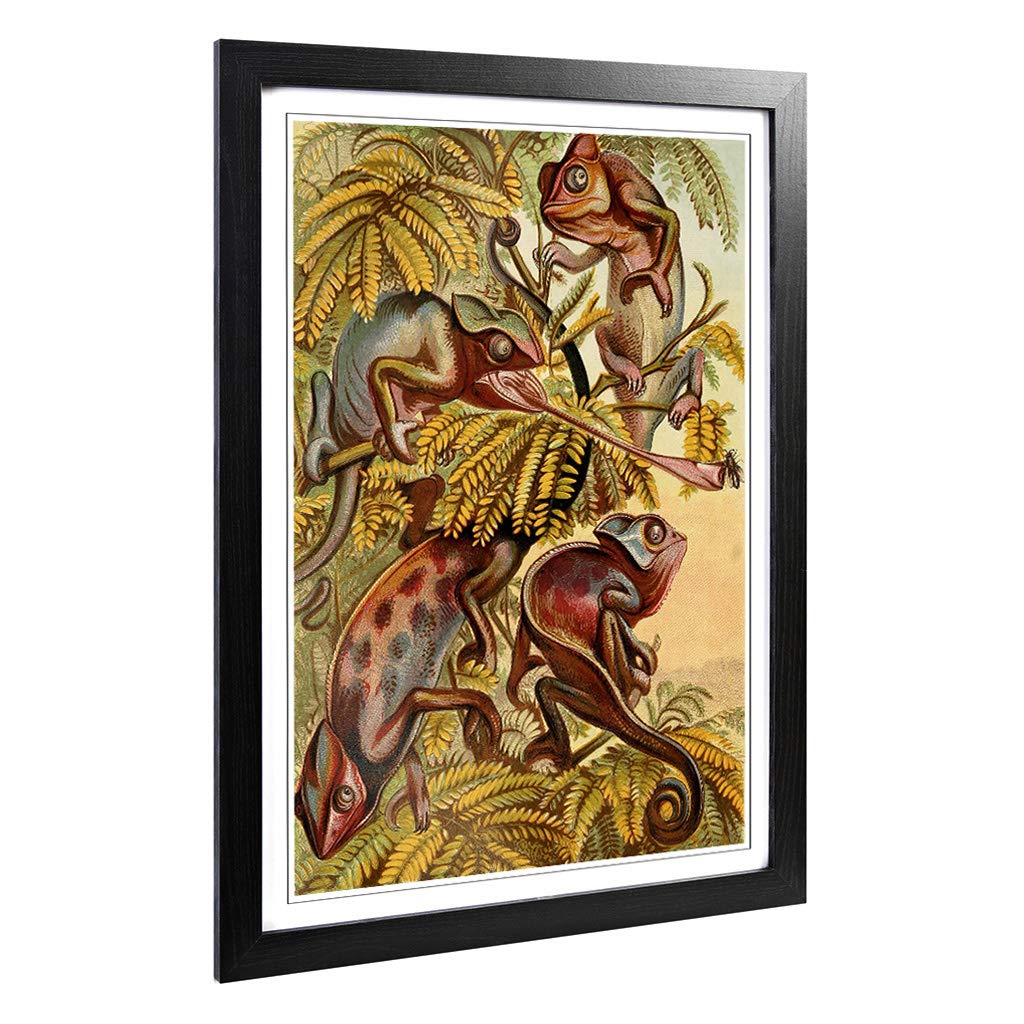 Big Box Art Framed Print of Vintage Natural History Chameleons Design | Wall Art Picture | Home Decor for Kitchen, Living Room, Bedroom, Hallway, Black, A2 / 24.5x18 Inch / 62x45cm